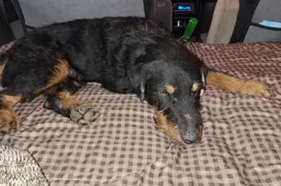 Спасское: найдена собака с белым ушком - photo