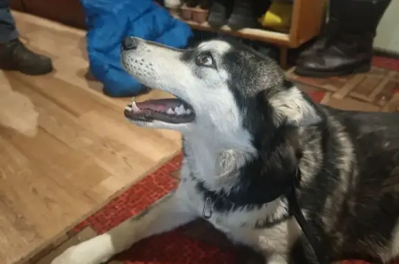 Найдена хаски, девочка, Полесская ул., Брянск