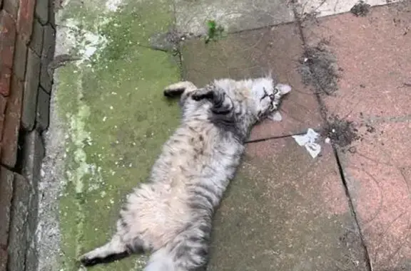 Кошки потеряшки, городской округ Новочеркасск, фото: Потеряшка кошка, Троицкая ул. 58/2, Новочеркасск