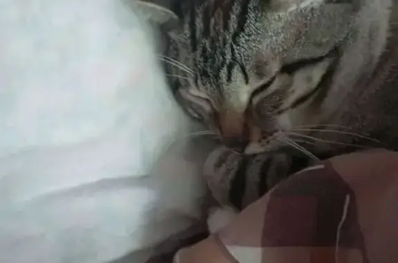 Кошки потеряшки, Вологда, фото: Потеряшка кошка, Красноармейская 8, Вологда