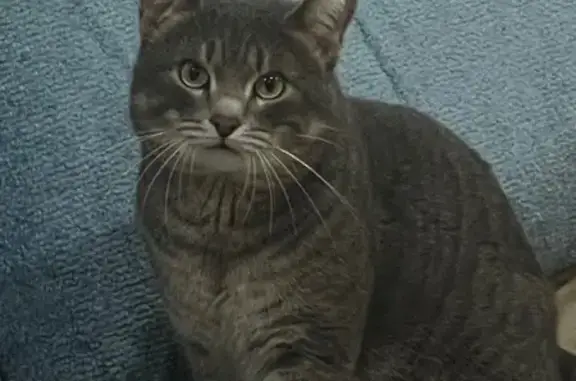 Кошки потеряшки, Томск, фото: Потеряшка кот, ул. Сергея Лазо, 18, Томск