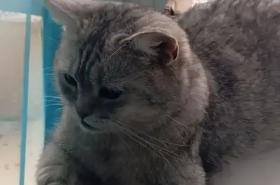 Найденные животные Набережные Челны, фото: Котик найден: 14/01В, Набережные Челны