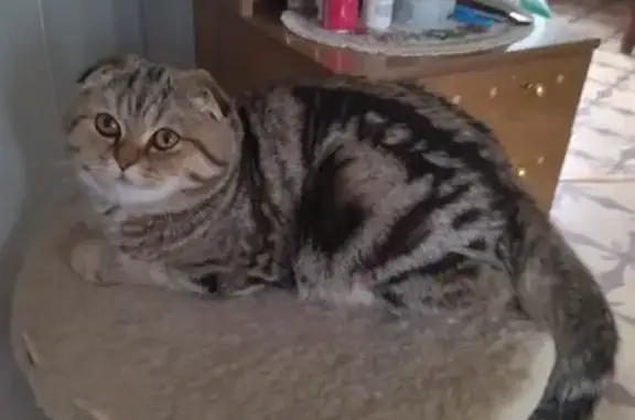 Пропала кошка, 15-я линия, 58, Иваново