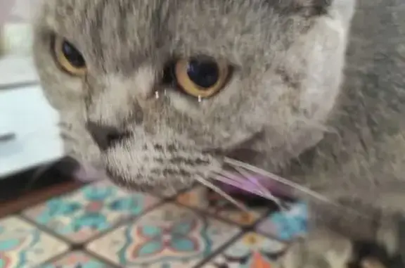 Найдена кошка, Нижний Новгород, фото: Кошка найдена, Подворная ул., Н. Новгород