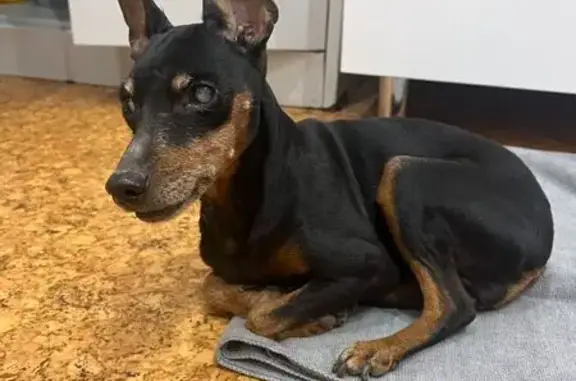 Собака найдена: Комсомольский проспект, Томск