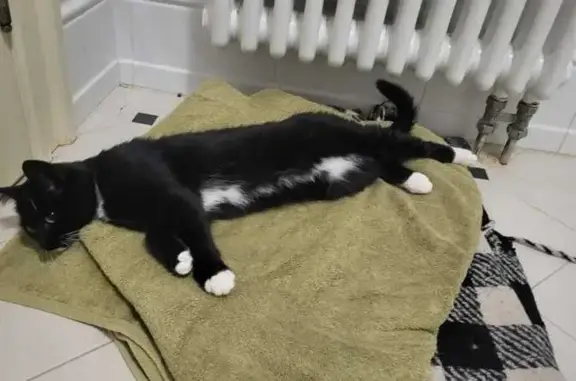 Найдена кошка, , фото: Кошка найдена у Гольфстрим, Духанино