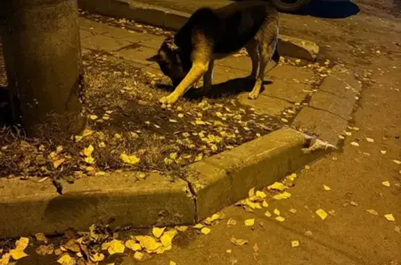 Найдена собака, , фото: Собака найдена у дома на Кулакова 1