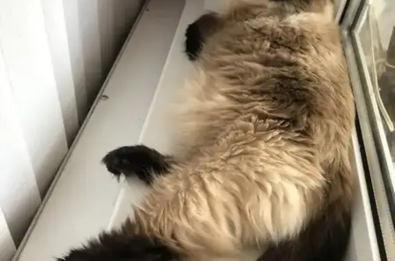 Кошки потеряшки, Старый Оскол, фото: Потеряшка сиамская кошка Деся, Старый Оскол