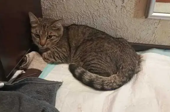 Найдена кошка, Новосибирск, фото: Кошка найдена: Троллейная 85А, Новосибирск