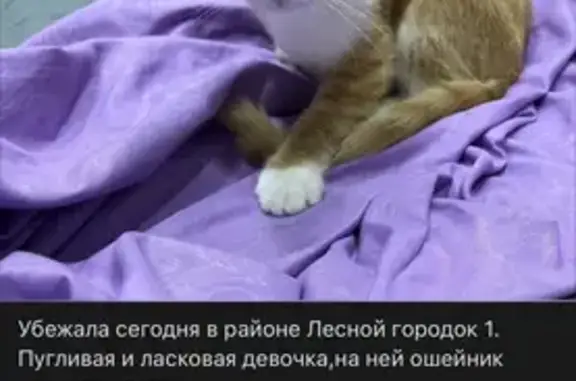 Пропала кошка, Лесной Городок, 1