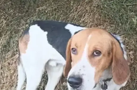 Найдена собака, Тамбовская область, фото: Собака найдена в Центральном, Тамбовская обл.