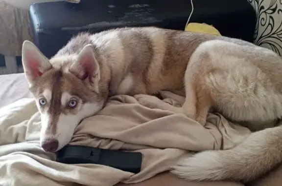 Пропала хаски, Инициативная 27А, Кемерово