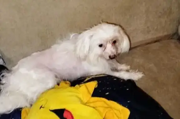 Пропала собака у дома 100, Московский пр.