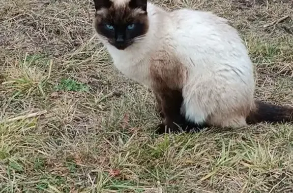 Найдена кошка, Татарское Бурнашево, фото: Кошка найдена, Дубравная ул., Татарское Бурнашево