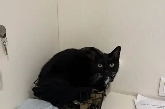 Кошки потеряшки, Казань, фото: Потеряшка кошка, Зур Урам 1, Казань