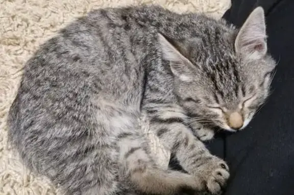 Кошка найдена: Чапаевская 165, Самара