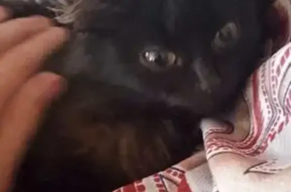 Кошки потеряшки, Тамбовская область, фото: Потеряшкаи коты в г.о. Рассказово, Тамбовская обл.