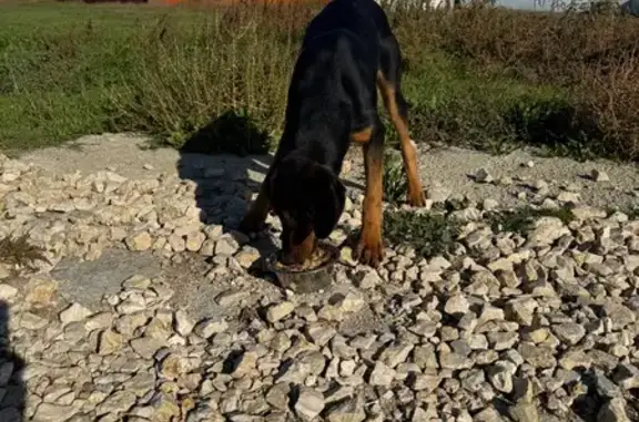 Найдена собака, , фото: Найдена собака, Береговое, ул. Речная