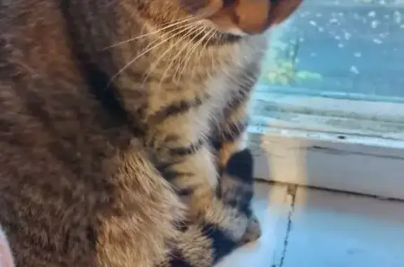 Найдена кошка, Владимир, фото: Кошка найдена: ул. Мира, Владимир