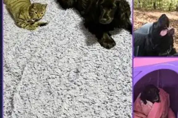 Пропала собака на ул. Некрасова, Майкоп