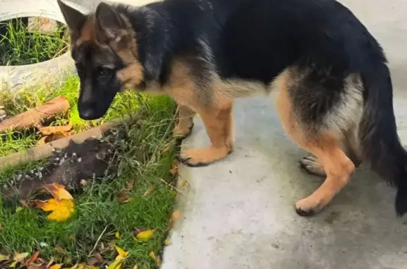 Найдена овчарка: ул. Туристская, 12