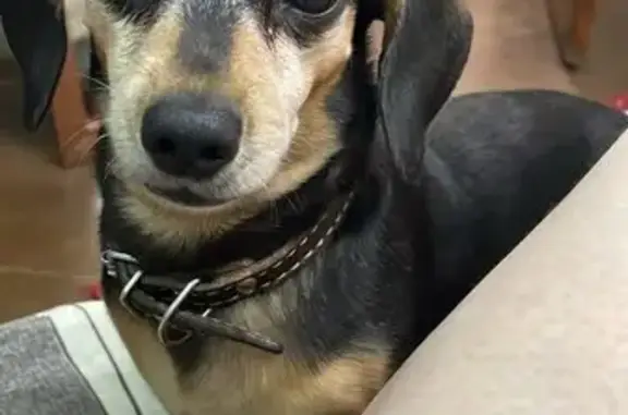 Пропала собака, Пионерская 413, Майкоп