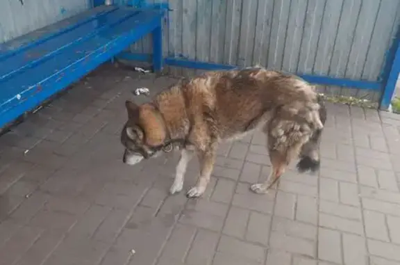 Найдена собака, , фото: Собака найдена: Придорожная ул., Строитель