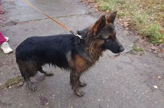 Найдена собака, , фото: Найдена собака на Спортивной, 119