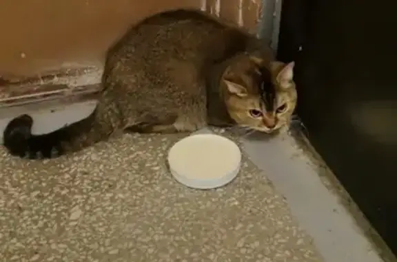 Кошка найдена: Автомагистральная 23, Екб