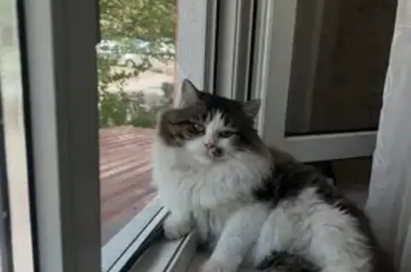 Кошки потеряшки, Ставрополь, фото: Потеряшка кошка, Серова 70, Ставрополь