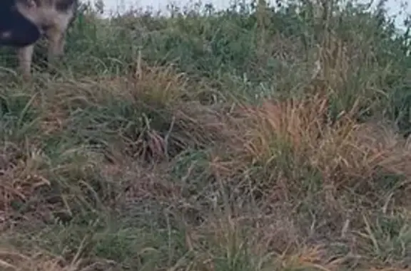 Найдена собака, Челябинск