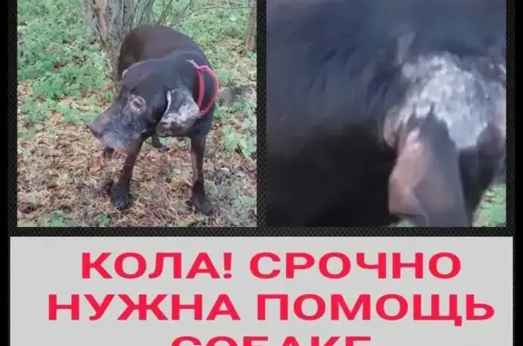 Собака найдена в г. Кола, Мурманская обл.