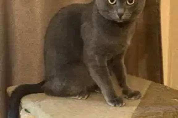 Кошки потеряшки, Московская область, фото: Потеряшка кошка, 6, Московская область