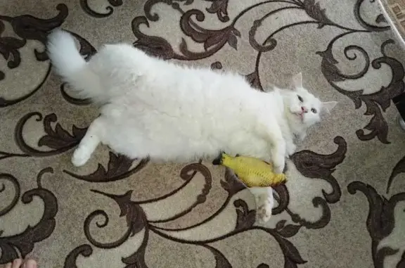 Кошки потеряшки, Майкоп, фото: Потеряшка кошка, ул. Карла Маркса, 119