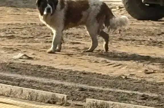 Найдена собака, пр. Мира 185 к2, Омск