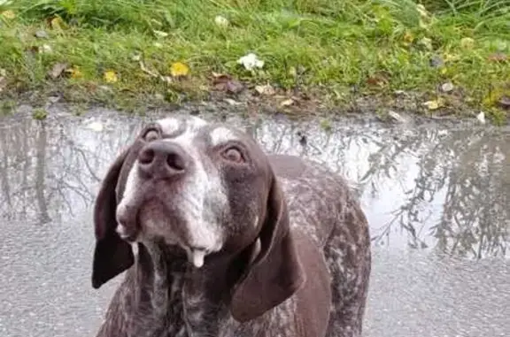 Найдена собака, Егорьевск, фото: Найдена собака, ул. Комарова 38, Егорьевск