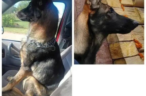 Собаки потеряшки, Жлобин, фото: Потеряшка собака, Поселковая 25, Жлобин