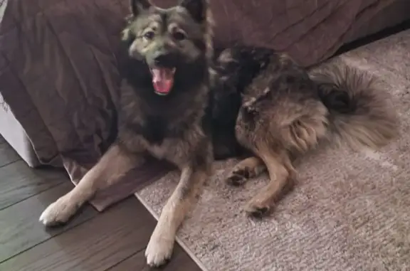 Собаки потеряшки, Московская область, фото: Потеряшка собака в Жуковке, МО