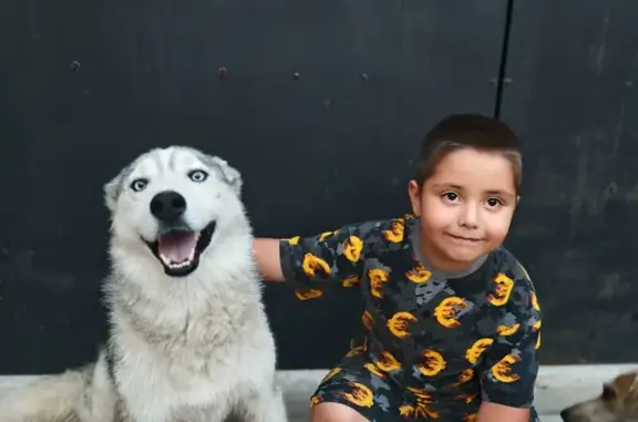 Собаки потеряшки, Астрахань, фото: Потеряшка собака, ул. Бородина, 10, Астрахань