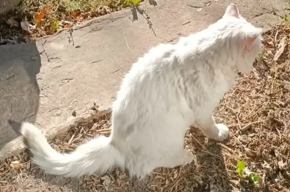 Пропала кошка на ул. Фурманова, Фролово