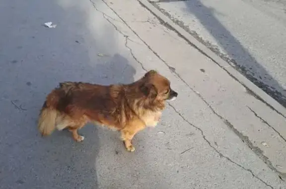 Найдена собака, Ростов-на-Дону, фото: Собака найдена: ул. 1905-го Года, 8, Ростов