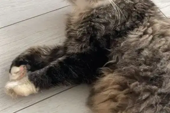 Найдена кошка, Будовское, фото: Найдена ласковая кошка, Тверская обл.