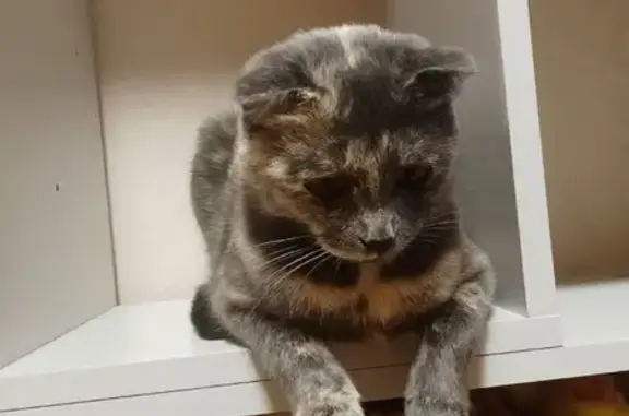 Пропала кошка на Офицерской улице, Владимир