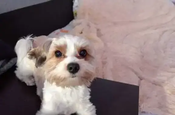 Пропала собака, ул. Коноплянниковой, 6