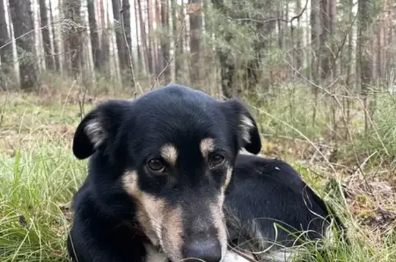 Найдена собака, Красноярск, фото: Найдена собака, Лесная ул. 100А, Крск
