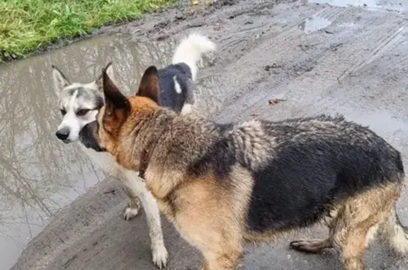 Найдена собака, Тульская область, фото: Овчарка найдена на Скуратовской, Басово