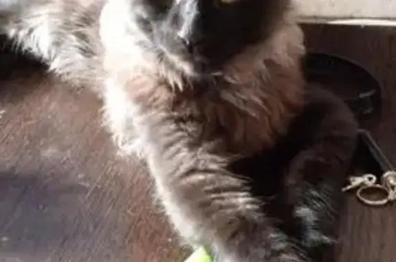 Пропала чёрная кошка, ул. Дарвина, 86