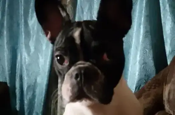 Пропала собака, Комсомольское шоссе 77к2