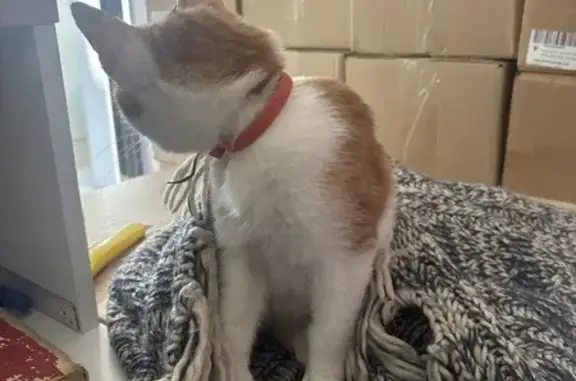 Кошка найдена, забрать: ул. 50 лет СССР, 29