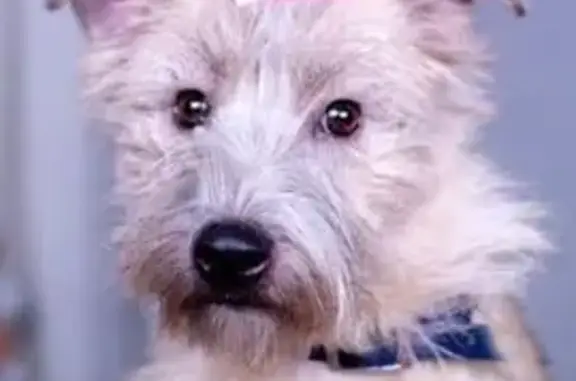 Собаки потеряшки, Брёхово, фото: Потеряшка собака, Пятницкое шоссе, Брёхово